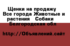 Щенки на продажу - Все города Животные и растения » Собаки   . Белгородская обл.